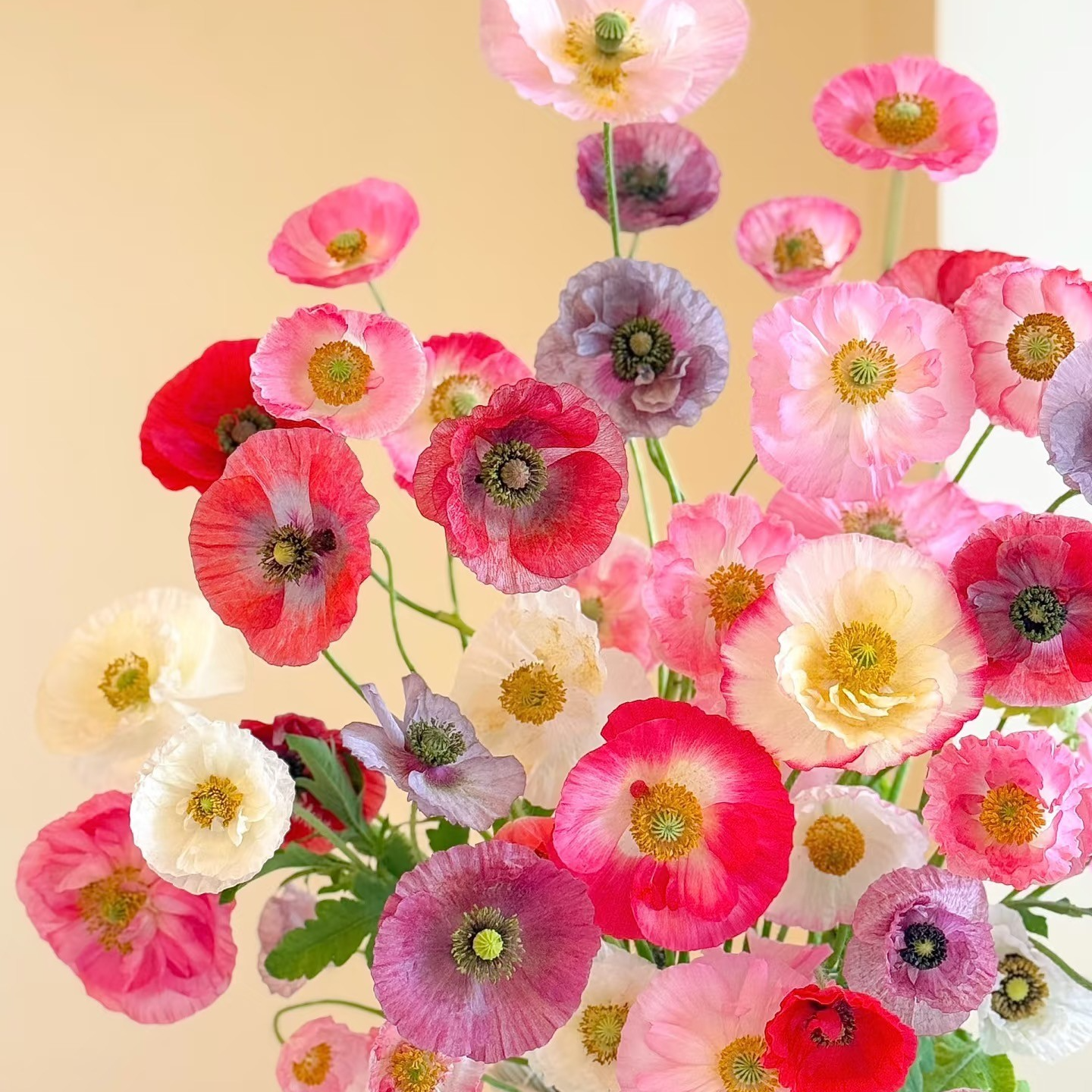 【虞美人链接】云南产地直发 | 新鲜采摘