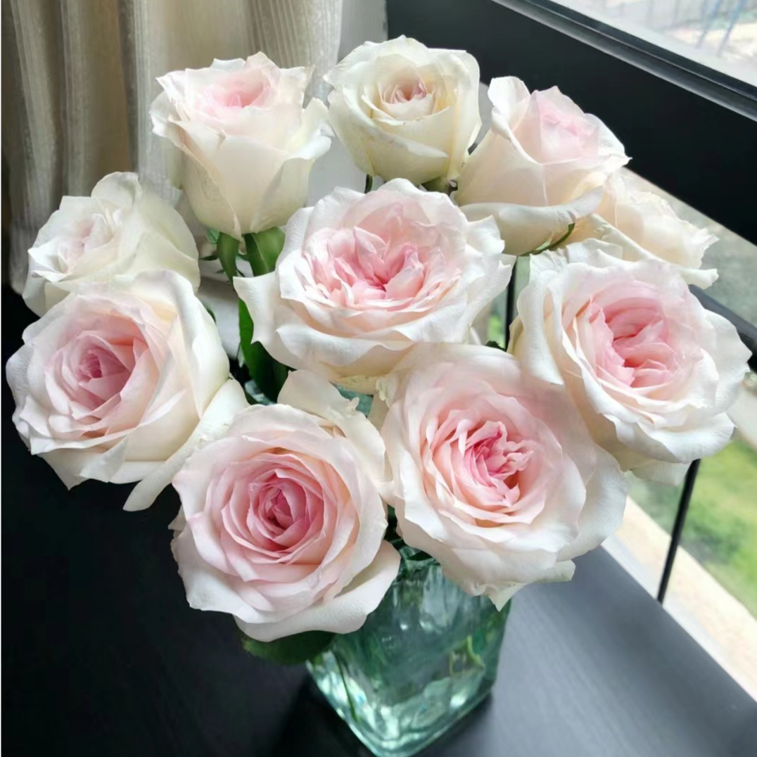 香水女人-单头玫瑰-颜色粉嫩易养易开花苞饱满