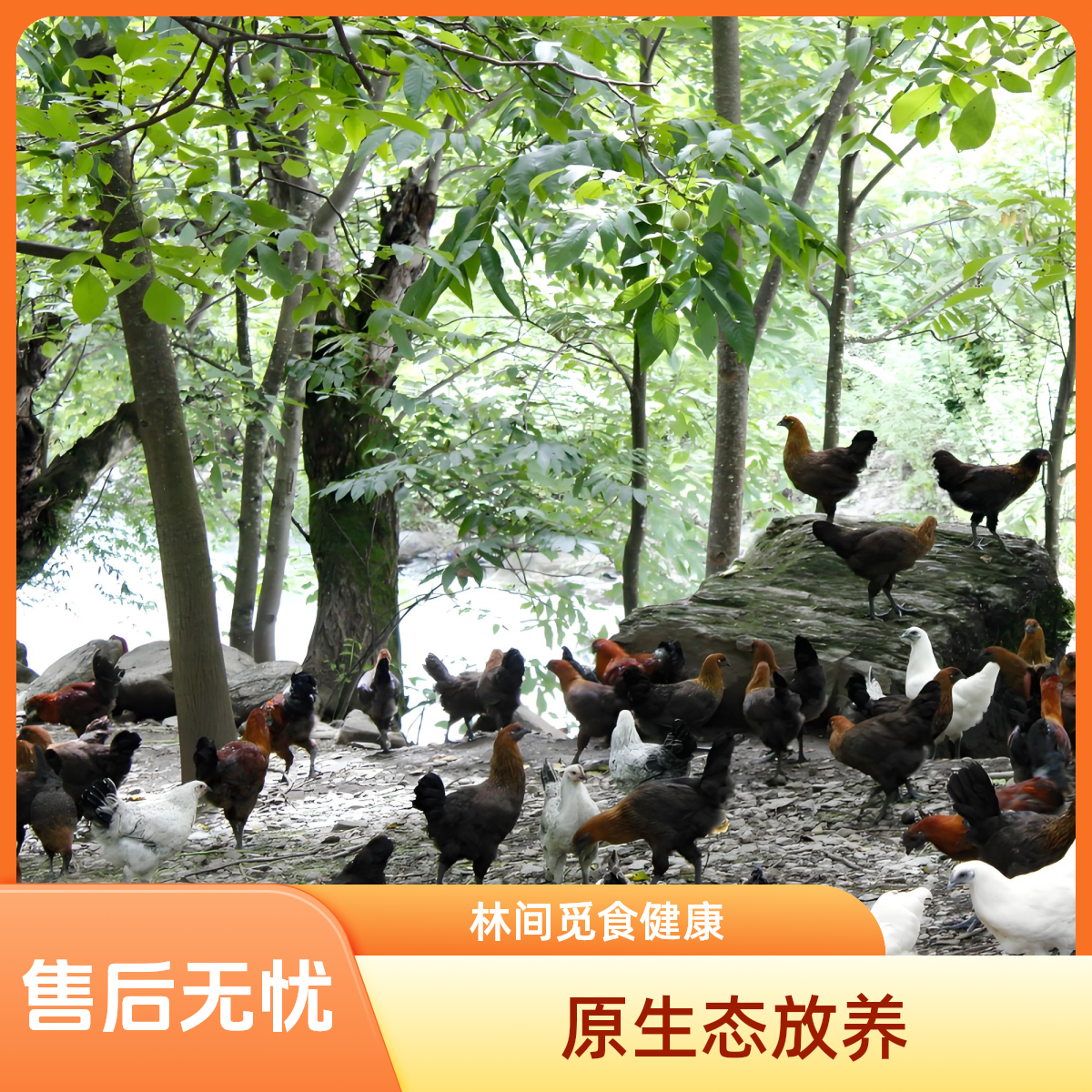 【顺丰空运明天到】云南高原跑山鸡土鸡肉1只2只抖音小黑鸡