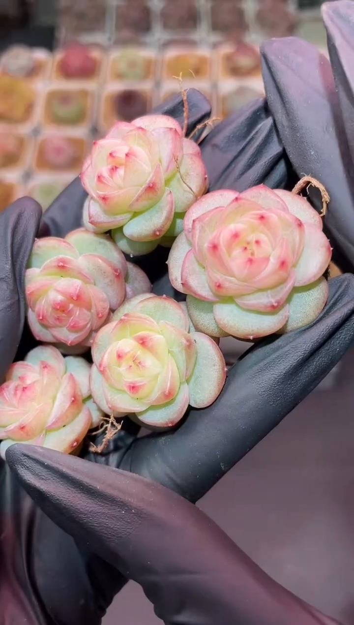 闪购160 水晶翡灯多肉一颗  2-3厘米