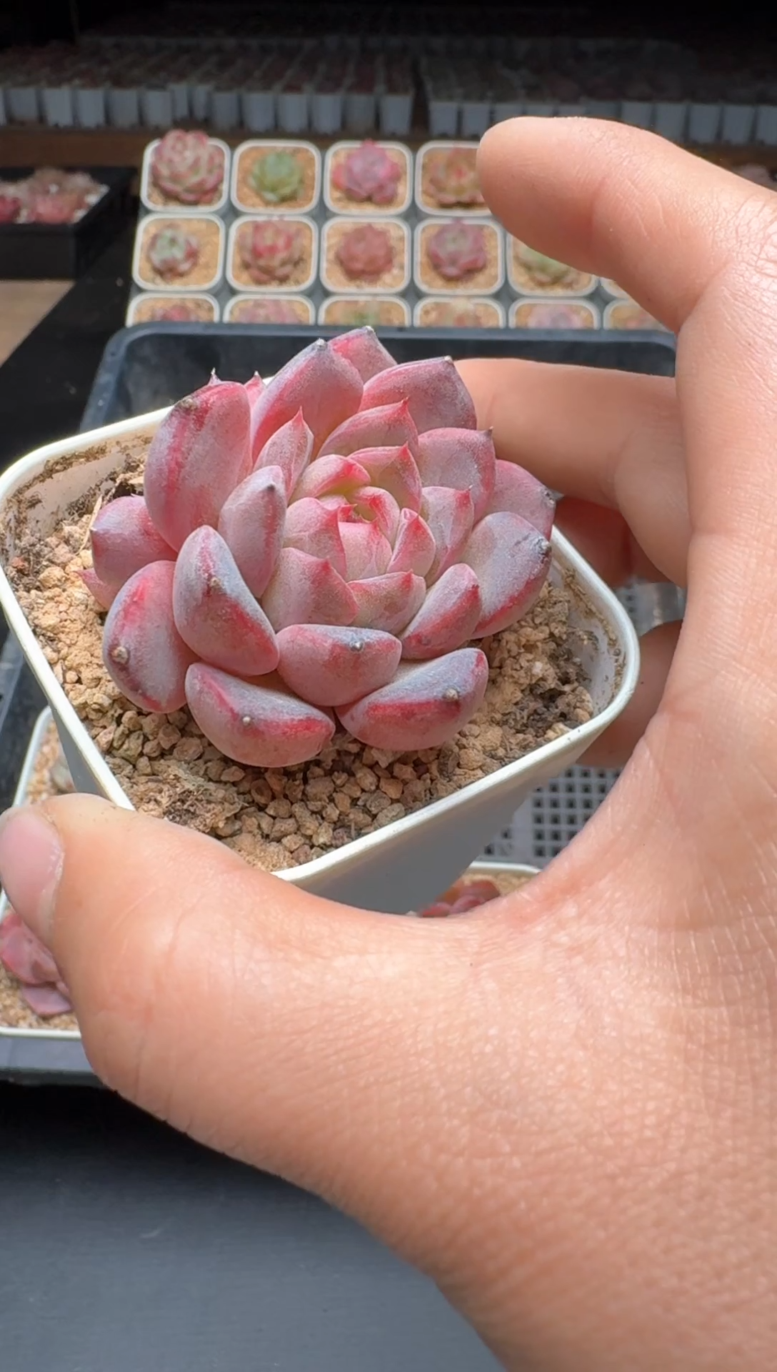 【闪购商品】750A物拍多肉带盆土6.5杯拍3颗包柚