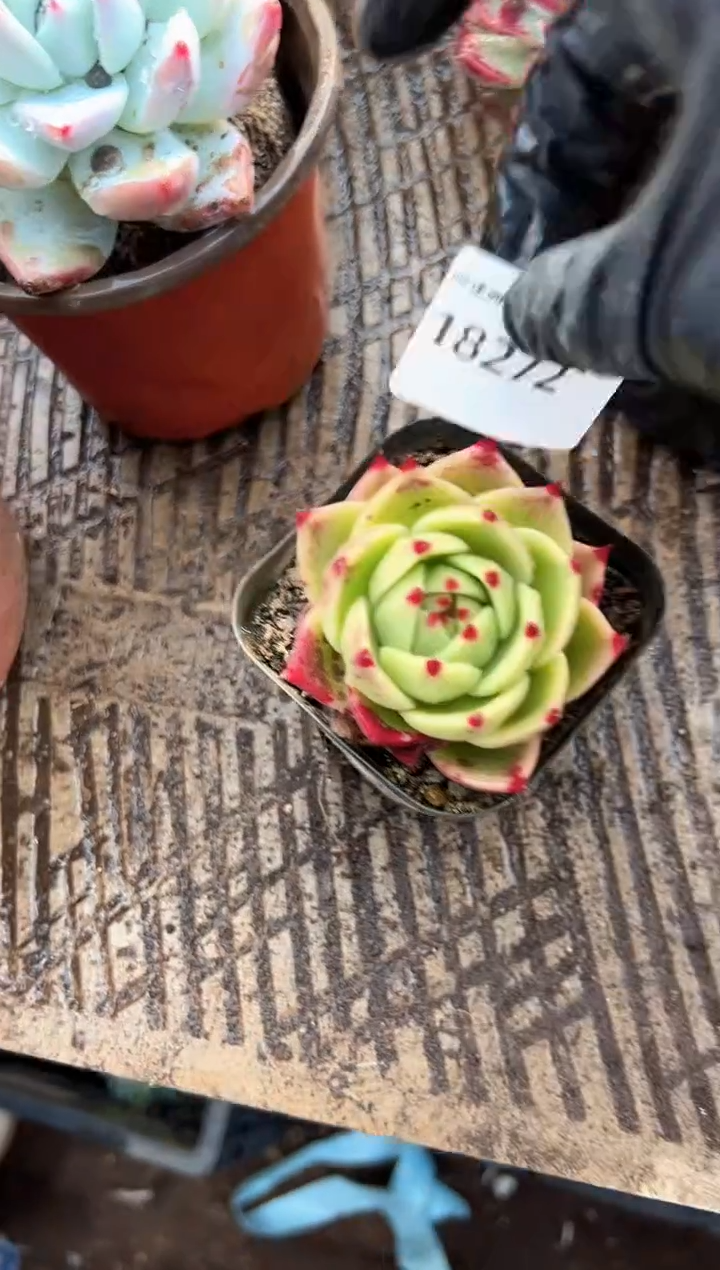 五*黑多肉植物一物一拍18272