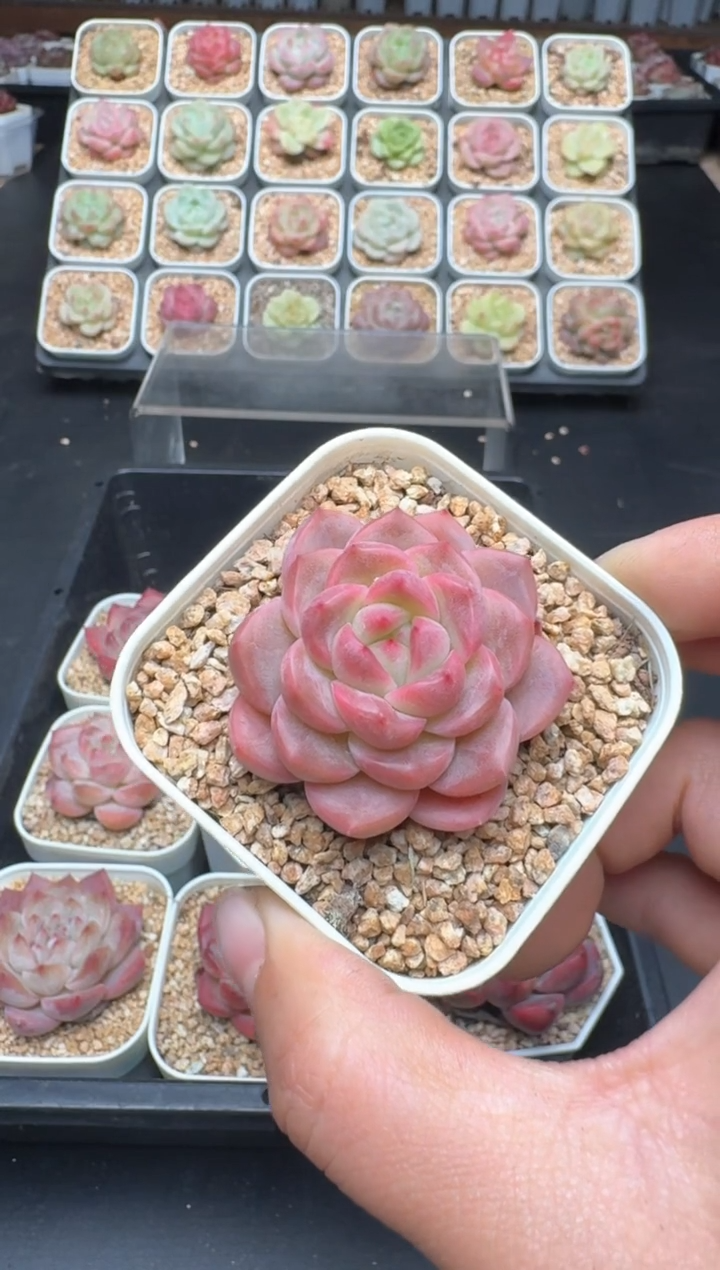 【闪购商品】198D物拍多肉带盆土6.5杯拍3颗包柚