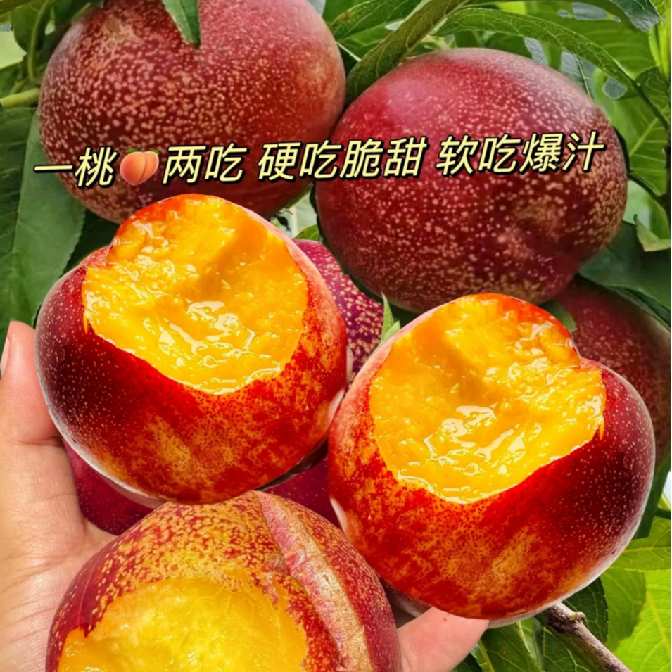 顺丰安徽砀山油桃顺丰包邮坏果包赔当季新鲜水果桃子安徽省