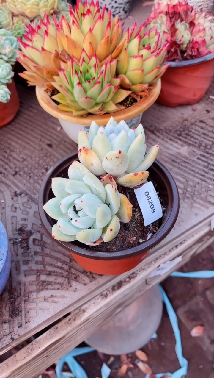 【闪购商品】08208多肉