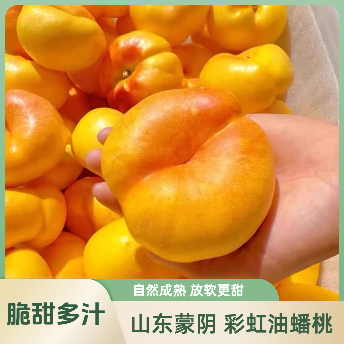 【周书记推荐】山东蒙阴彩虹油蟠桃油桃现摘桃子一级果 放软更甜山东省