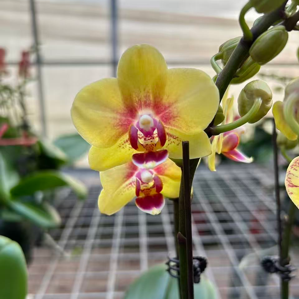 花都优选  蝴蝶兰（金凤凰） 带花带花苞