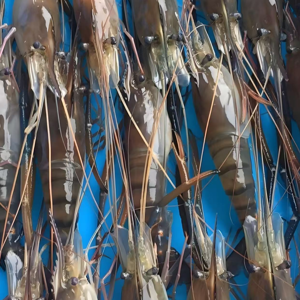 宁夏本地养殖罗氏对虾/2斤/两盒