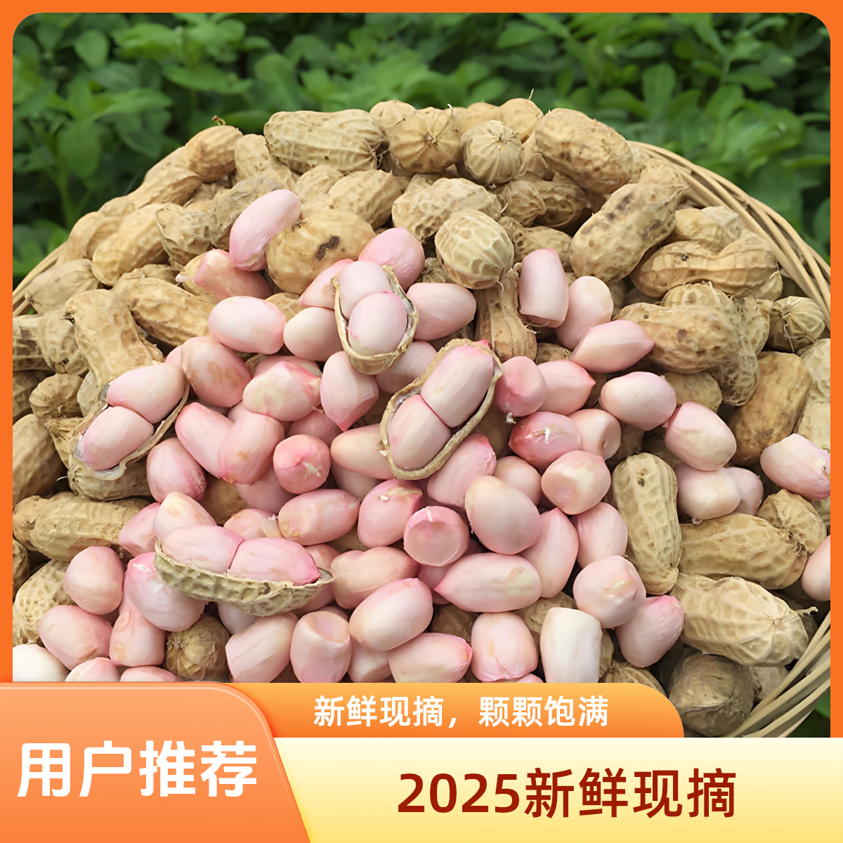 2025鲜花生新鲜带壳花生粉皮带壳农家可水煮自种新鲜现挖新货花生