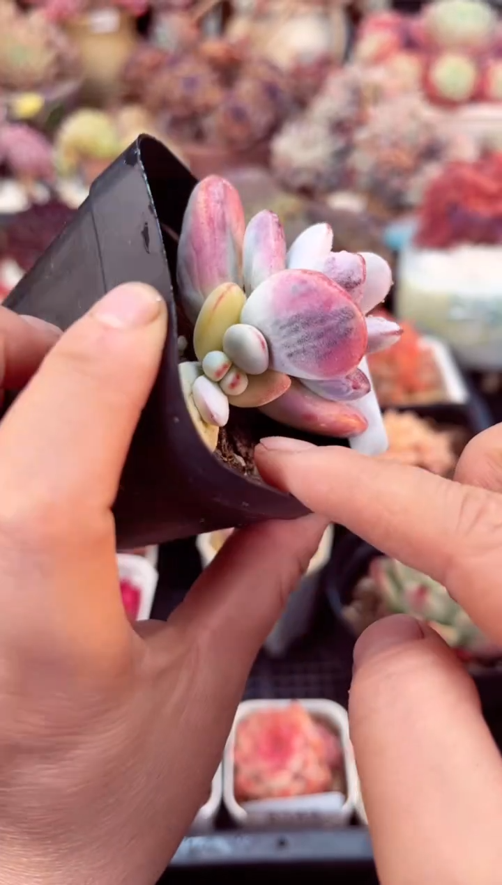 【闪购商品】8145单头乒乓福娘锦多肉