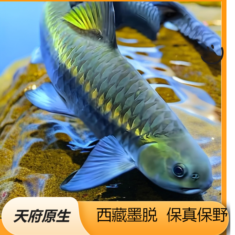 正宗西藏墨脱蓝吉罗鱼原生鱼活体保真保野观赏鱼蓝吉罗观赏鱼