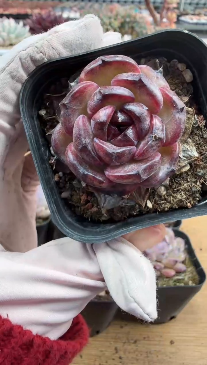 东云多肉园二店-184