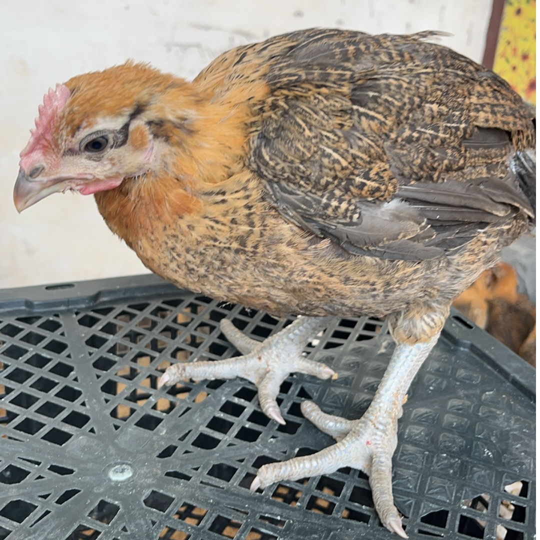 宠物鸡红瑶庭院观赏宠物鸡一斤左右健康到家