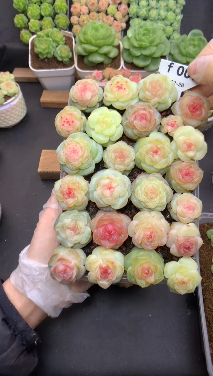 f009 蓝鸢尾花的专拍 糖心优选 一盒 520