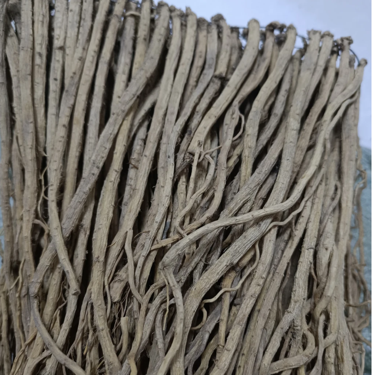 西北人家~家种党参