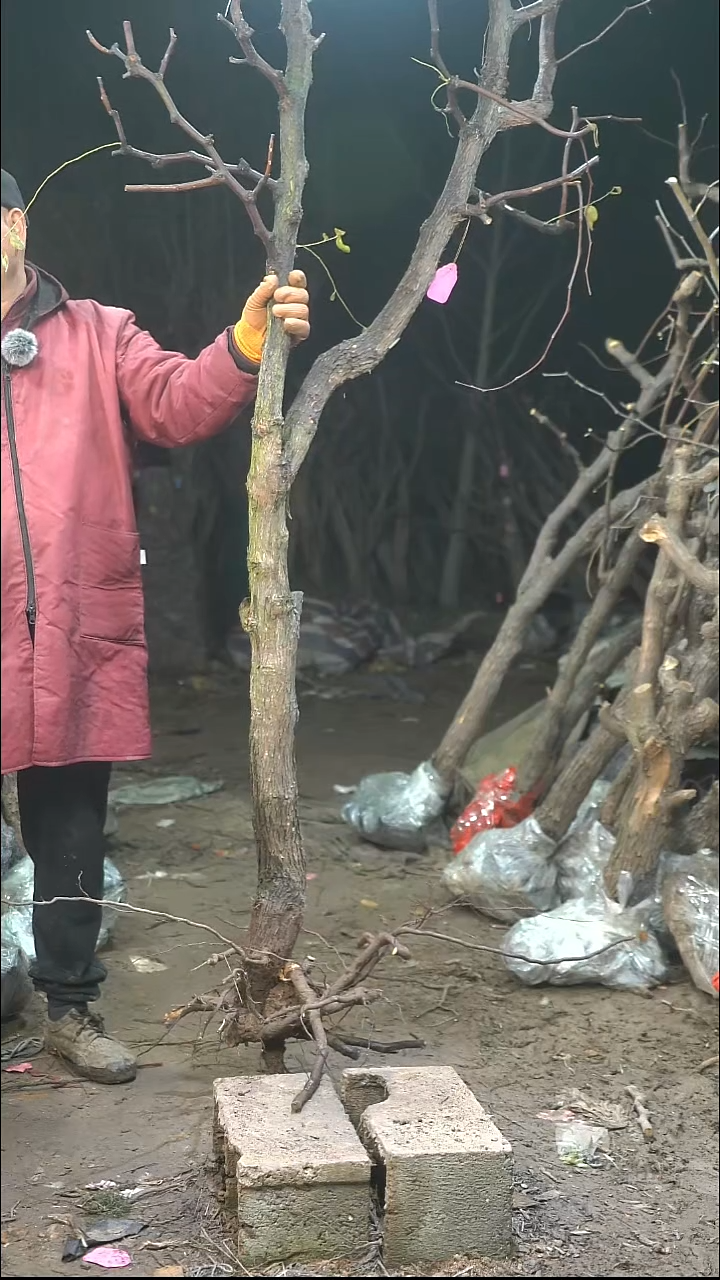 完全开放J****8枣树364