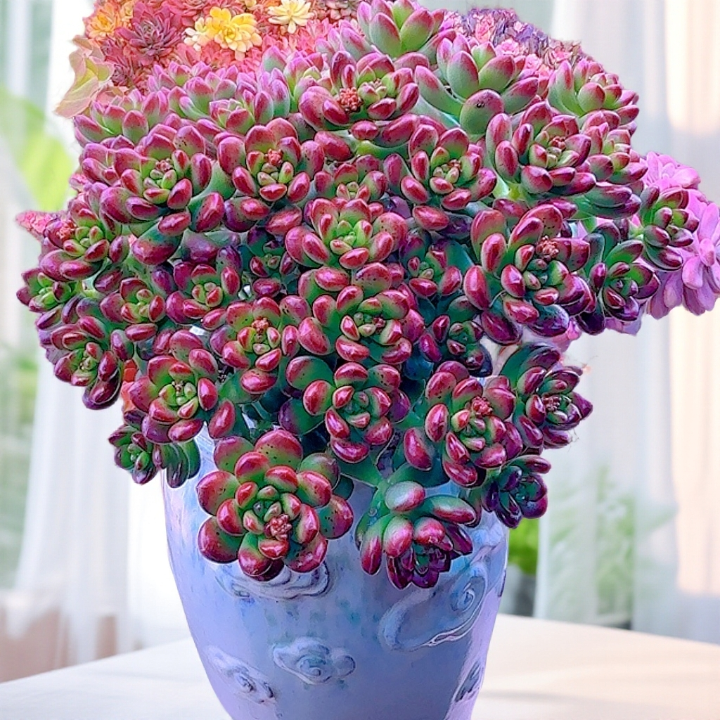 三岁家 碰碰香 丸叶松绿  好养多肉植物室内 多肉盆栽