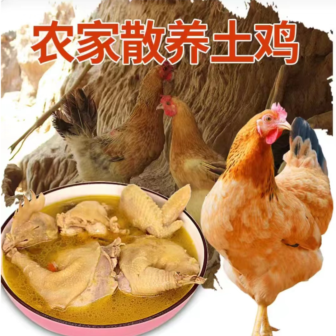 纯种散养土鸡麻羽绿壳蛋鸡肉质鲜嫩 包邮到家 包冰率不含冰