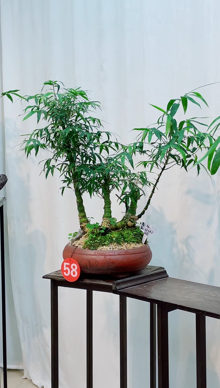 无花朵砥**行竹子盆景竹子盆景