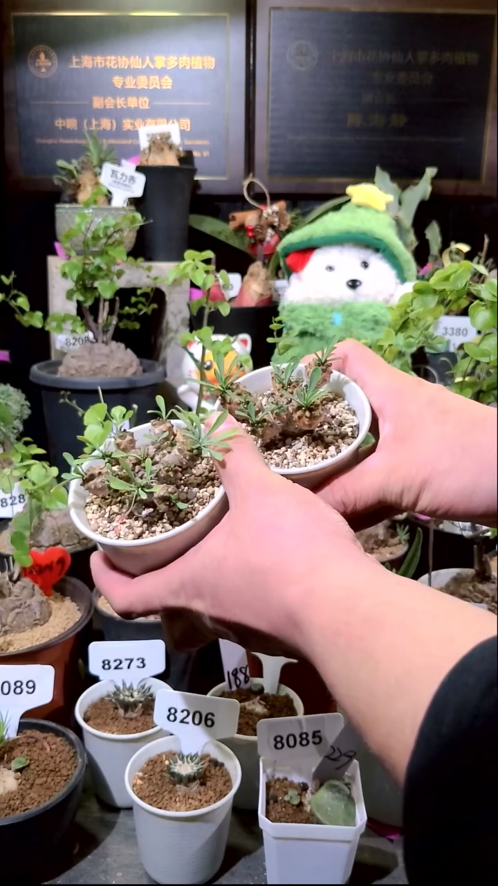 号1225点赞福利植物