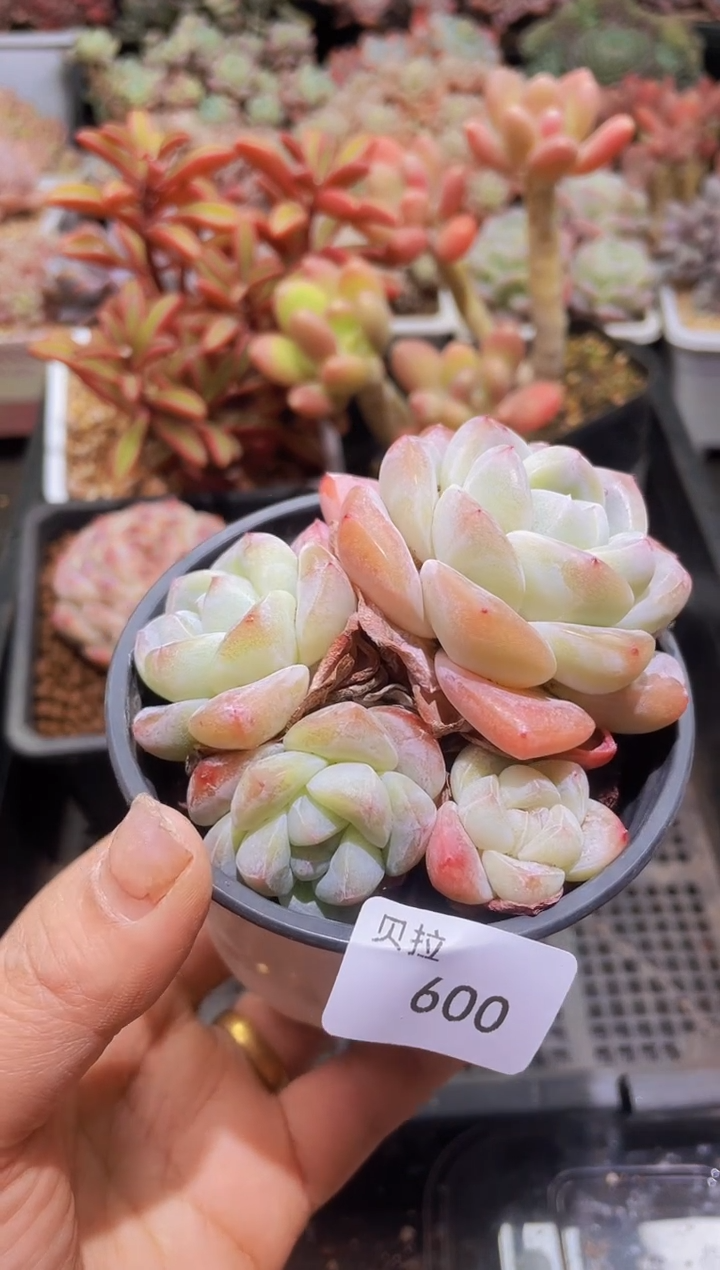 【闪购商品】600糖心冰玉群