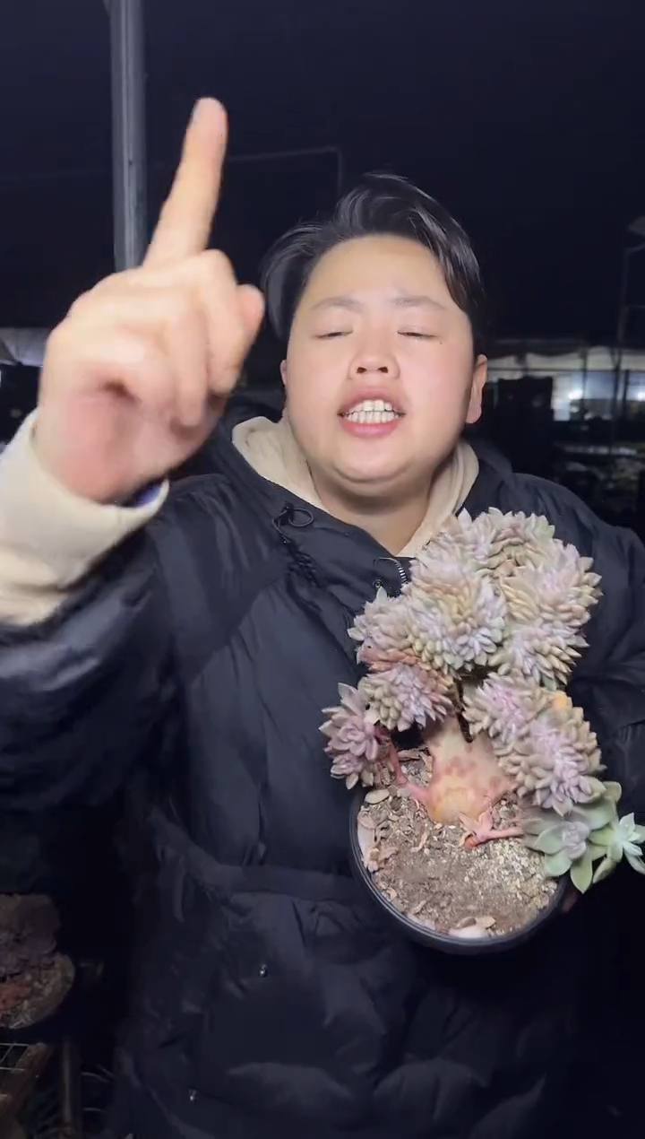 璀璨缀化   19.99