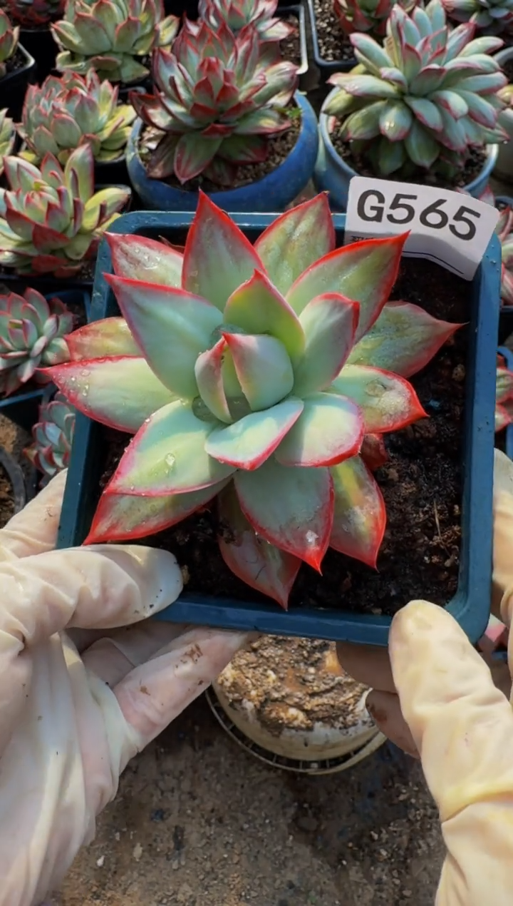 G565惊鸿仙子（裸根发货）