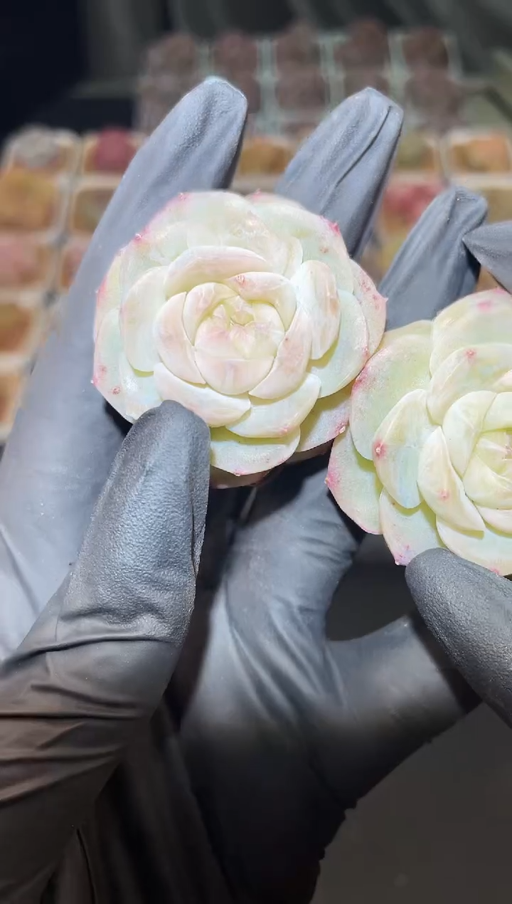 闪购2957 望月多肉一颗 4 厘米