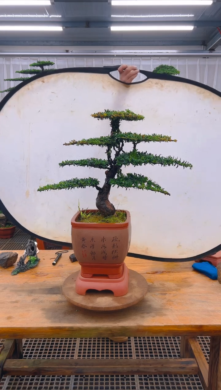 无花朵精品盆景直播间一物一拍
