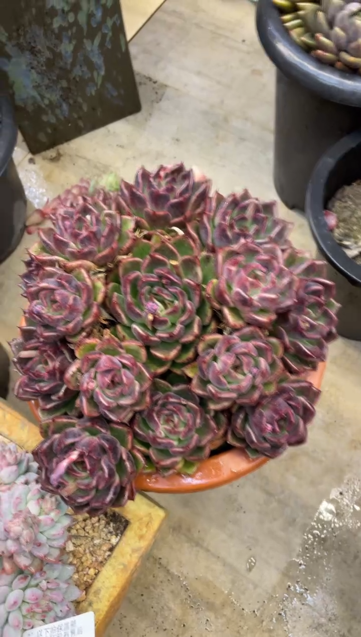 【闪购商品】107水晶