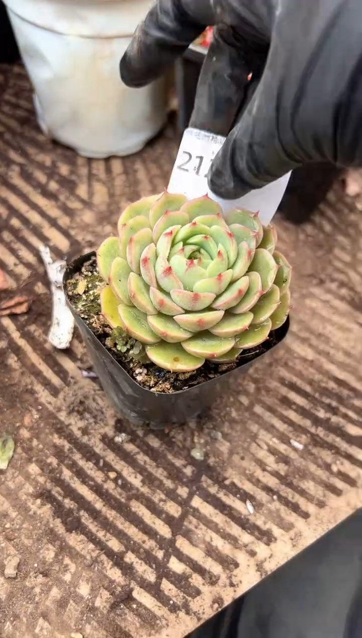 浅*多肉植物一物一拍21243