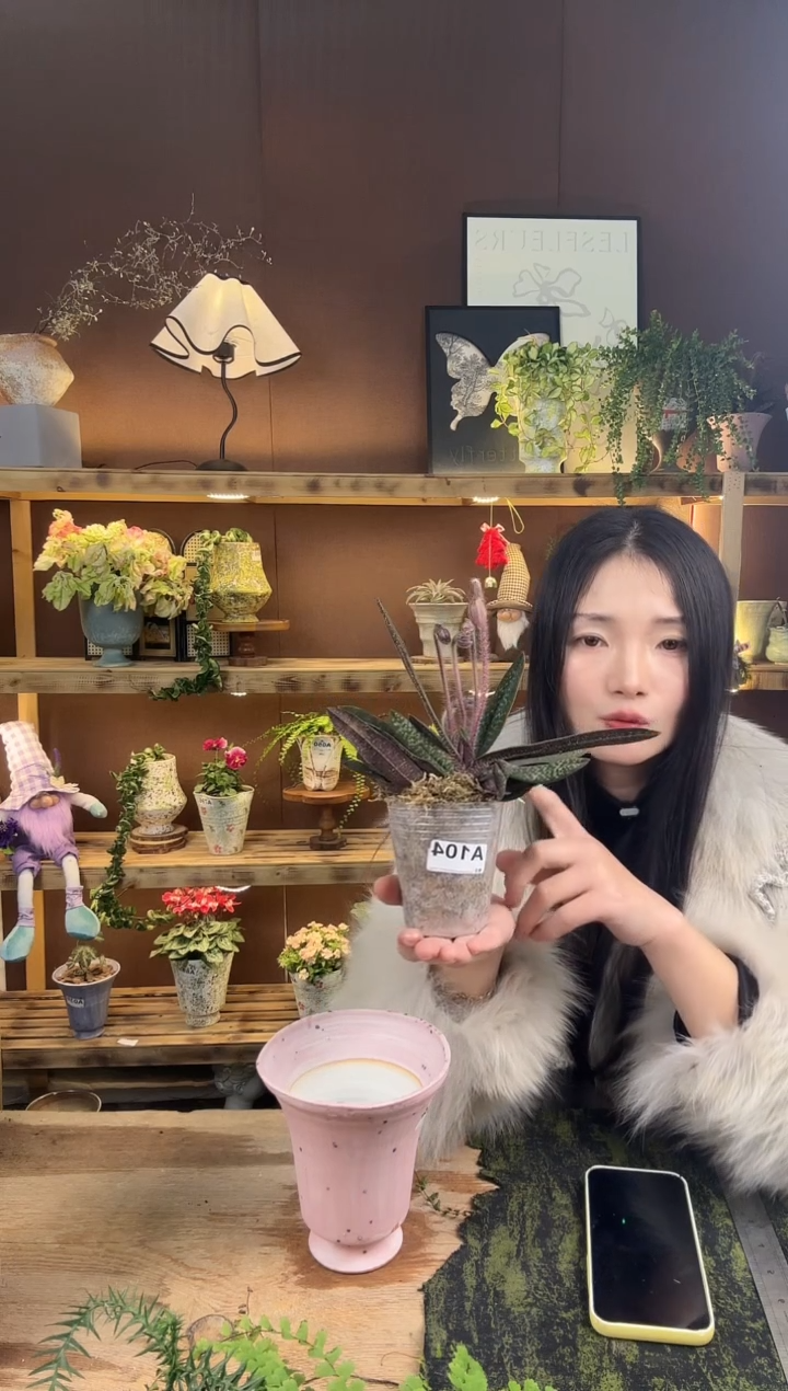 以实际为准玉女兜兰育苗盆104