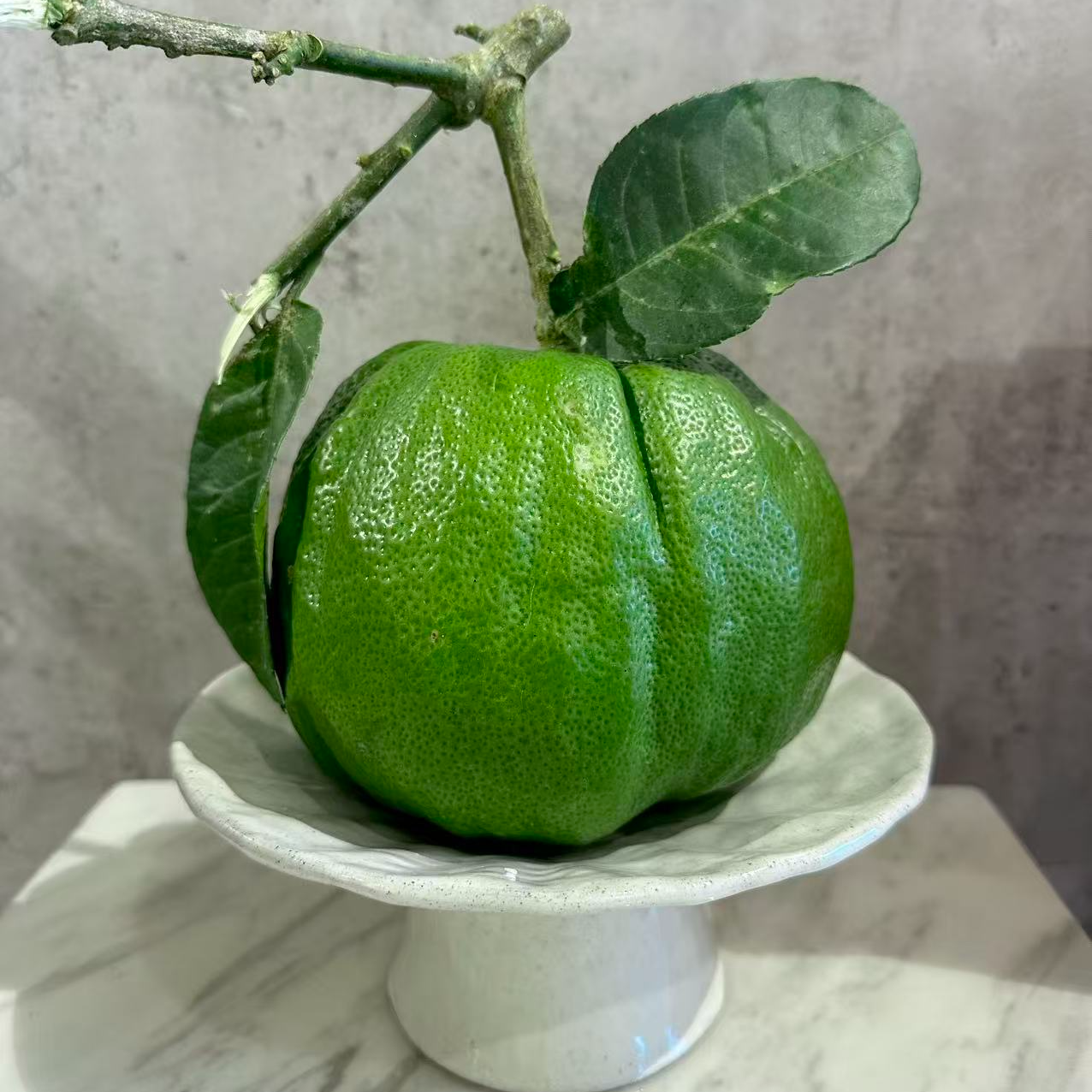 云南香橼果绿果-绿植果摆件清供盘完居家摆件--威绿1
