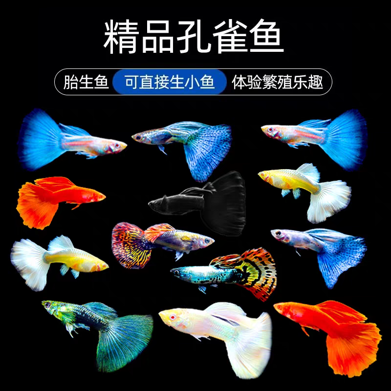 杂袍孔雀活体淡水观赏鱼好养耐活小型好养耐寒小鱼桌面鱼观赏鱼