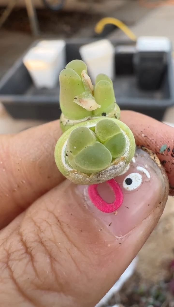 【闪购商品】16-218