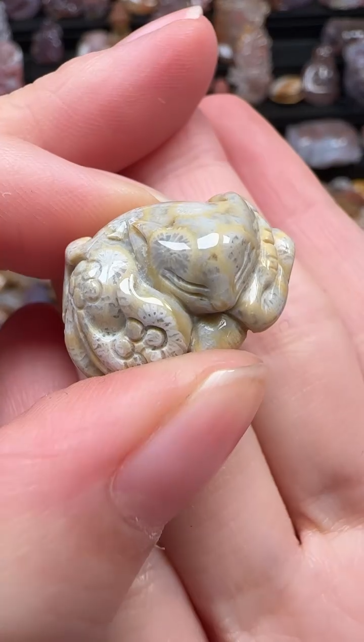 颈饰未镶嵌硅化珊瑚（珊瑚玉）255