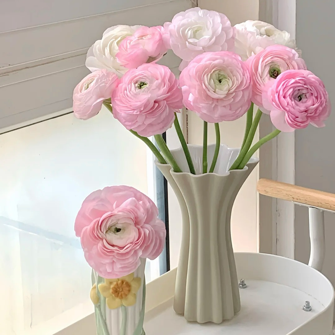 【我种花】洋牡丹超大花头冬季室内水养鲜切花粉色烂漫云南直发