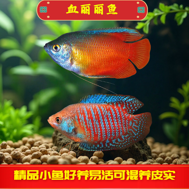 五彩丽丽 血丽丽鱼不打氧不过滤淡水鱼练手鱼好养皮实耐活观赏鱼