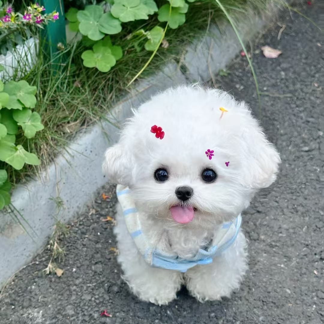 【芊芊家萌宠】韩系比熊  宠物狗狗可爱甜美幼犬