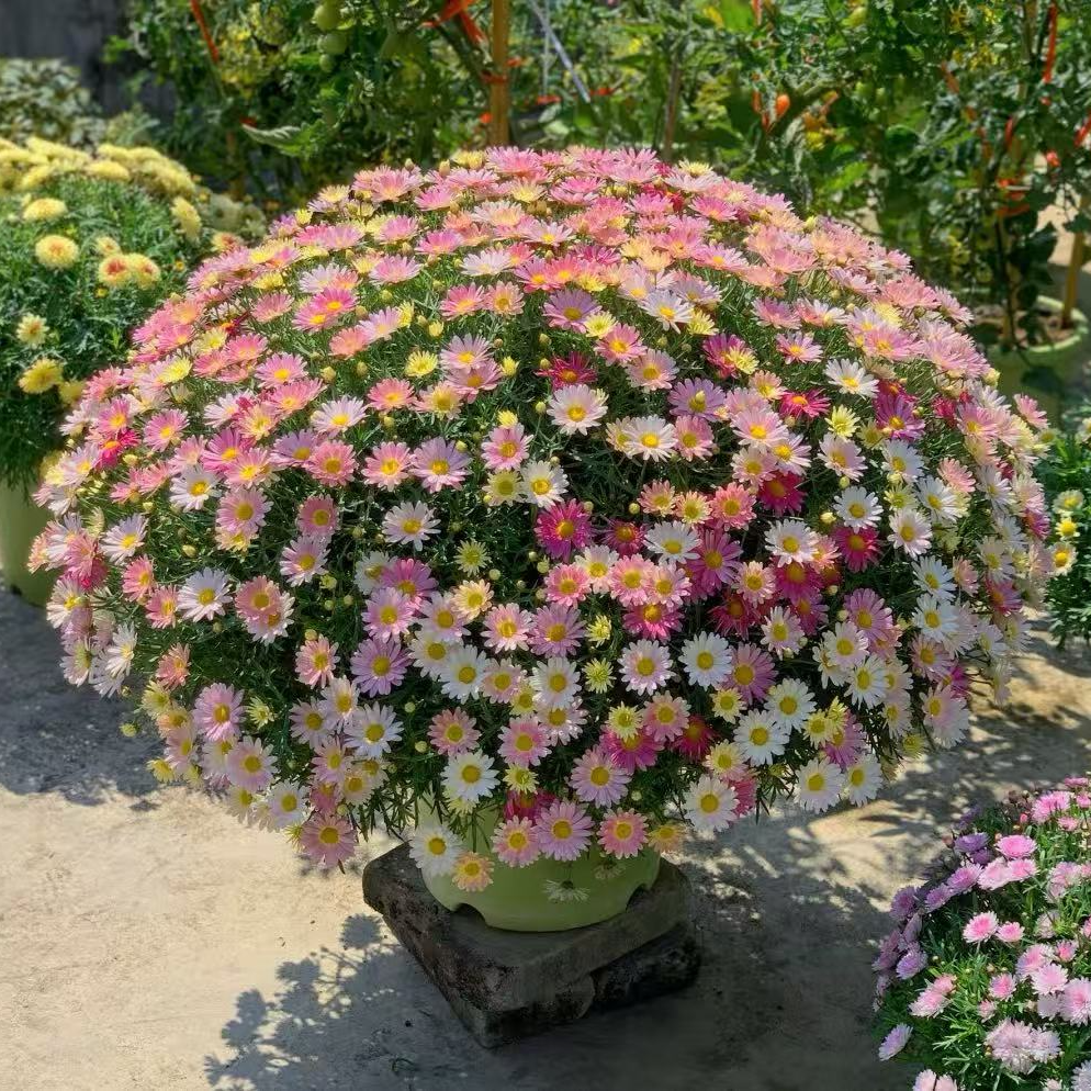 【柠檬双色】玛格丽特盆栽地栽阳台庭院室内室外花卉花园植物耐寒盆