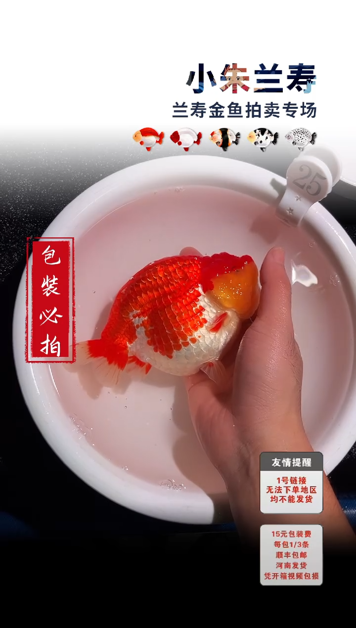 金鱼包装必拍未拍顺丰到付25号