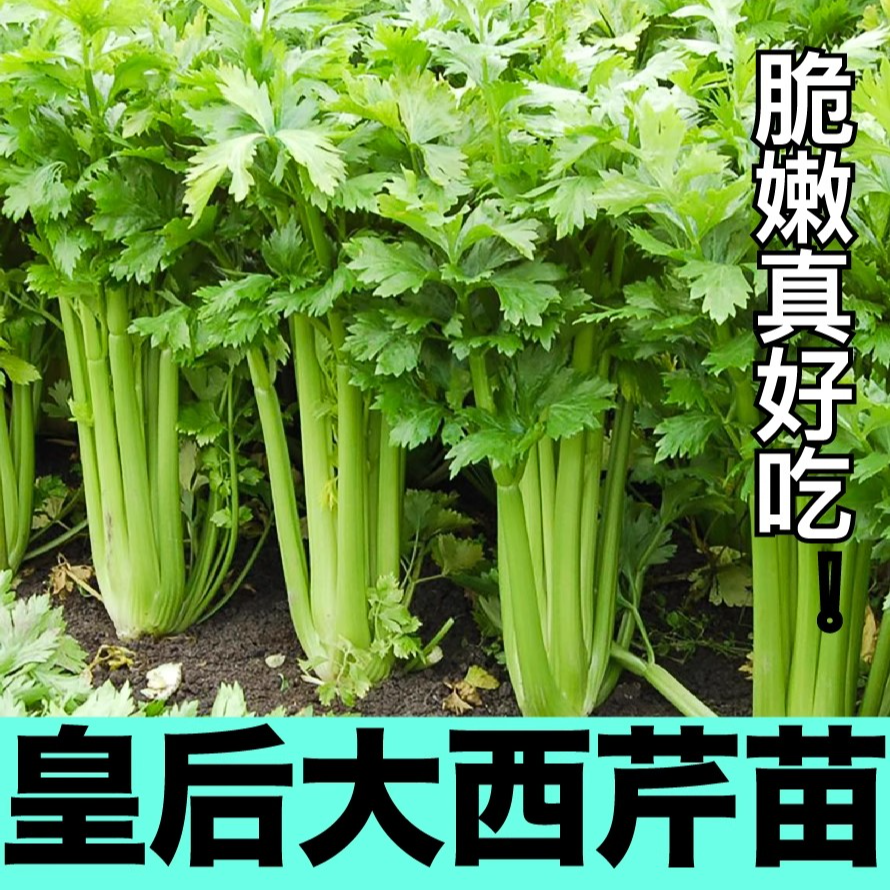 皇后西芹洋芹苗秧红黄小香芹实心芹菜苗种子春秋四季阳台盆栽高产