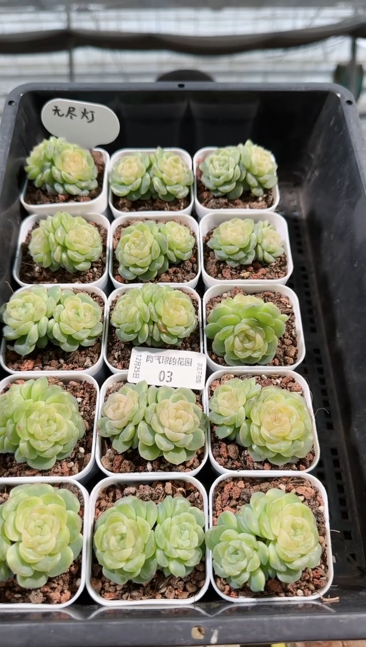 1225-03无尽灯双头多肉量拍任意发一颗群生不包整