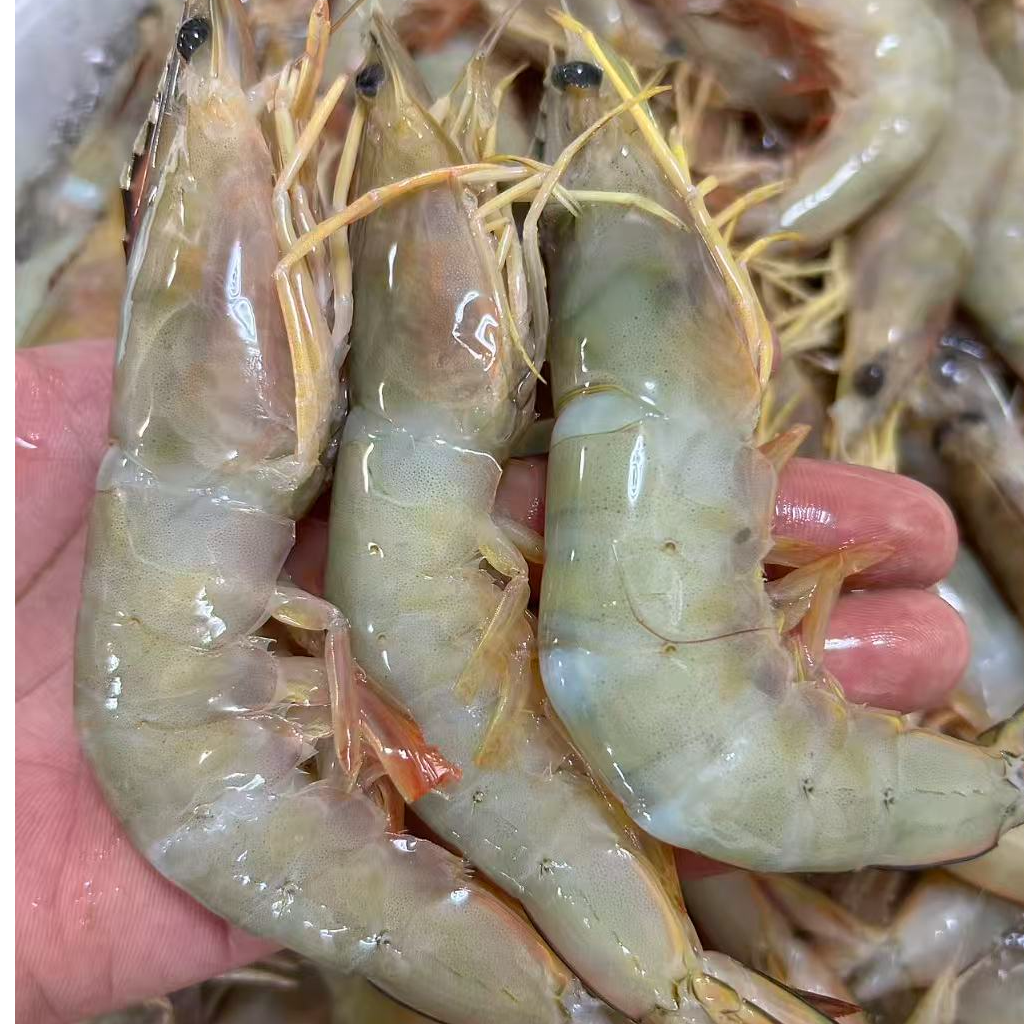 深海捕捞 野生海明虾 8-10条/半斤一盒 刺身级别 部分带膏  