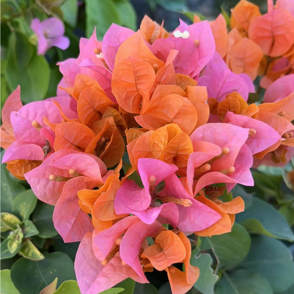 佰梅园 绿叶橙三角梅扦插袋苗