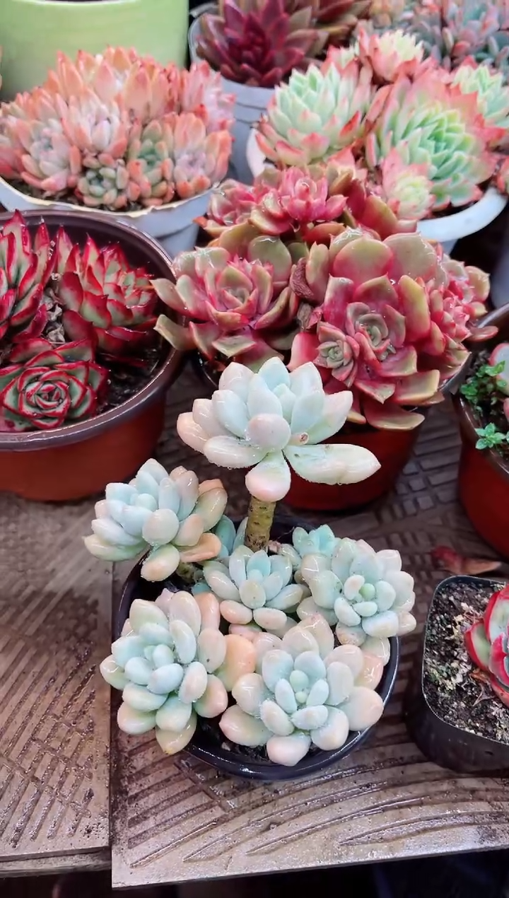 【闪购商品】23002