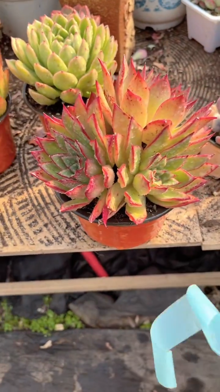 花***宿跃跃精品多肉26085