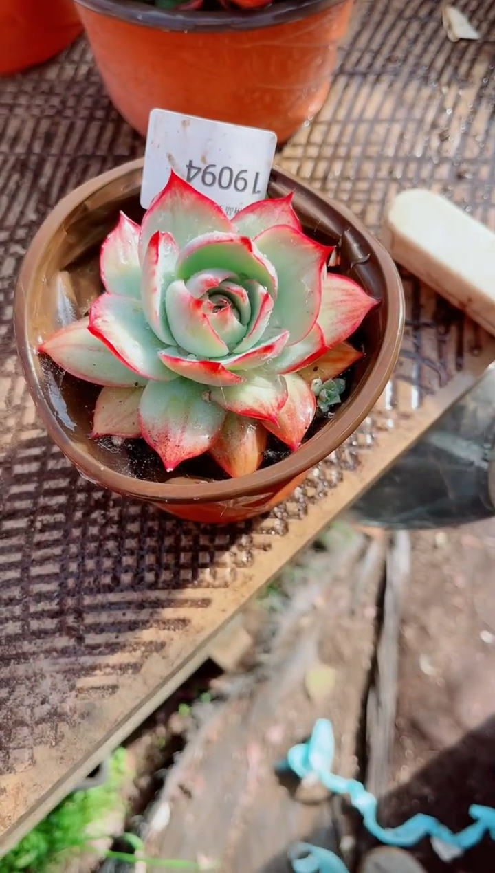 杨****熙跃跃精品多肉19094