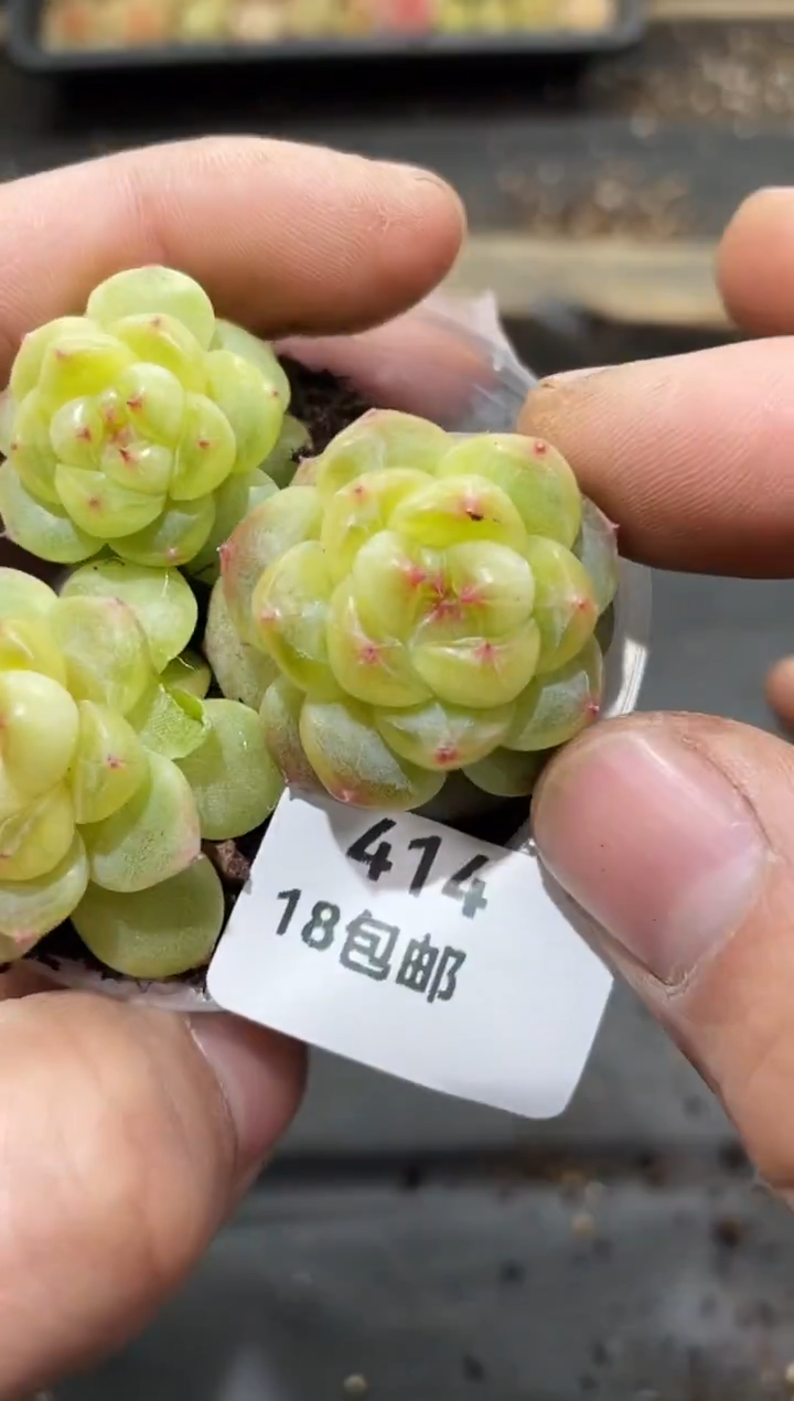 414觅青     量拍