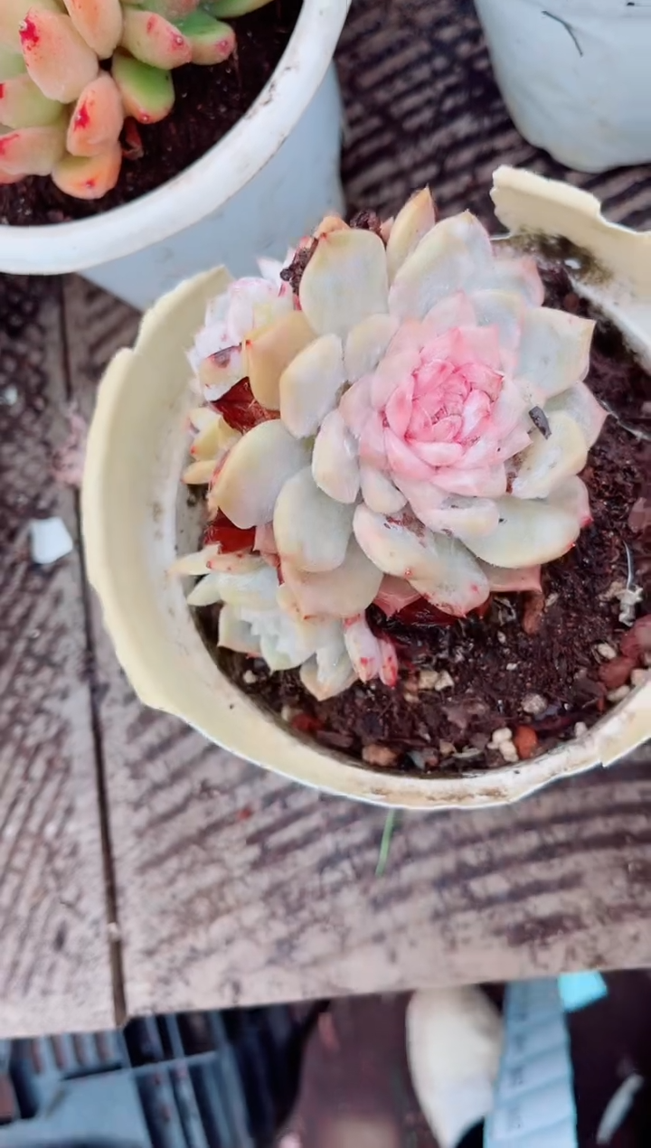 9*跃跃精品多肉23190